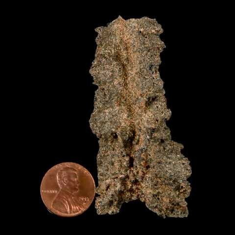 2.7" Fulgurite Petrified Lightning Strike Glass Sahara Desert Algeria - Fossil Age Minerals