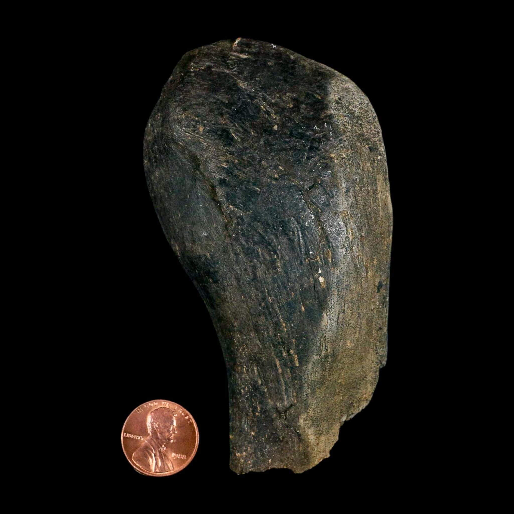 4.1" Hypacrosaurus Dinosaur Fossil Vertebrae Process Bone Two Medicine FM MT COA - Fossil Age Minerals