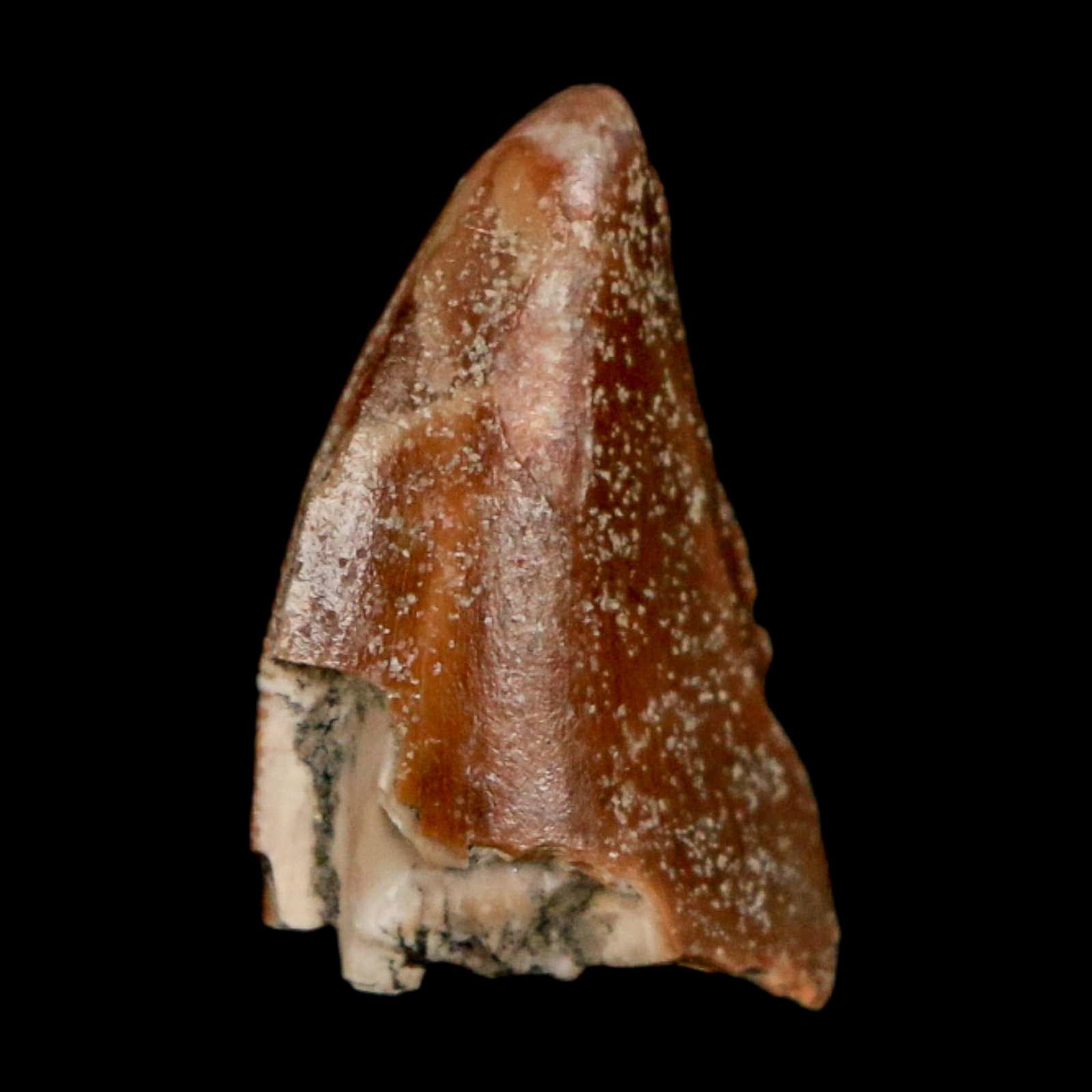 0.7" Majungasaurus Serrated Fossil Tooth Cretaceous Dinosaur Madagascar COA - Fossil Age Minerals