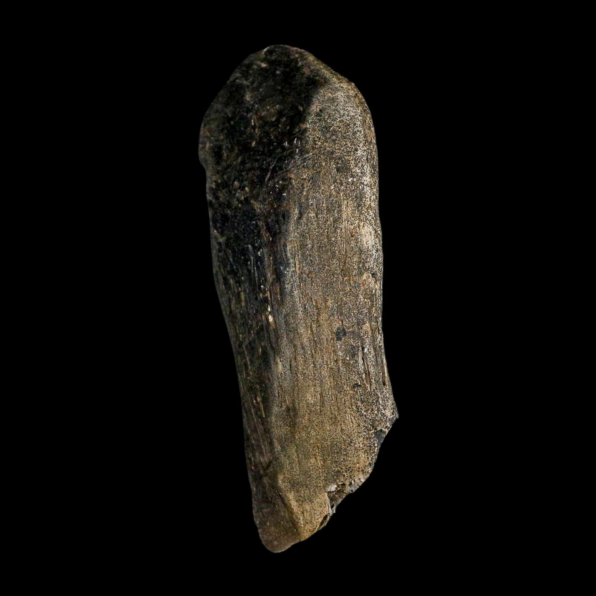 4.1" Hypacrosaurus Dinosaur Fossil Vertebrae Process Bone Two Medicine FM MT COA - Fossil Age Minerals