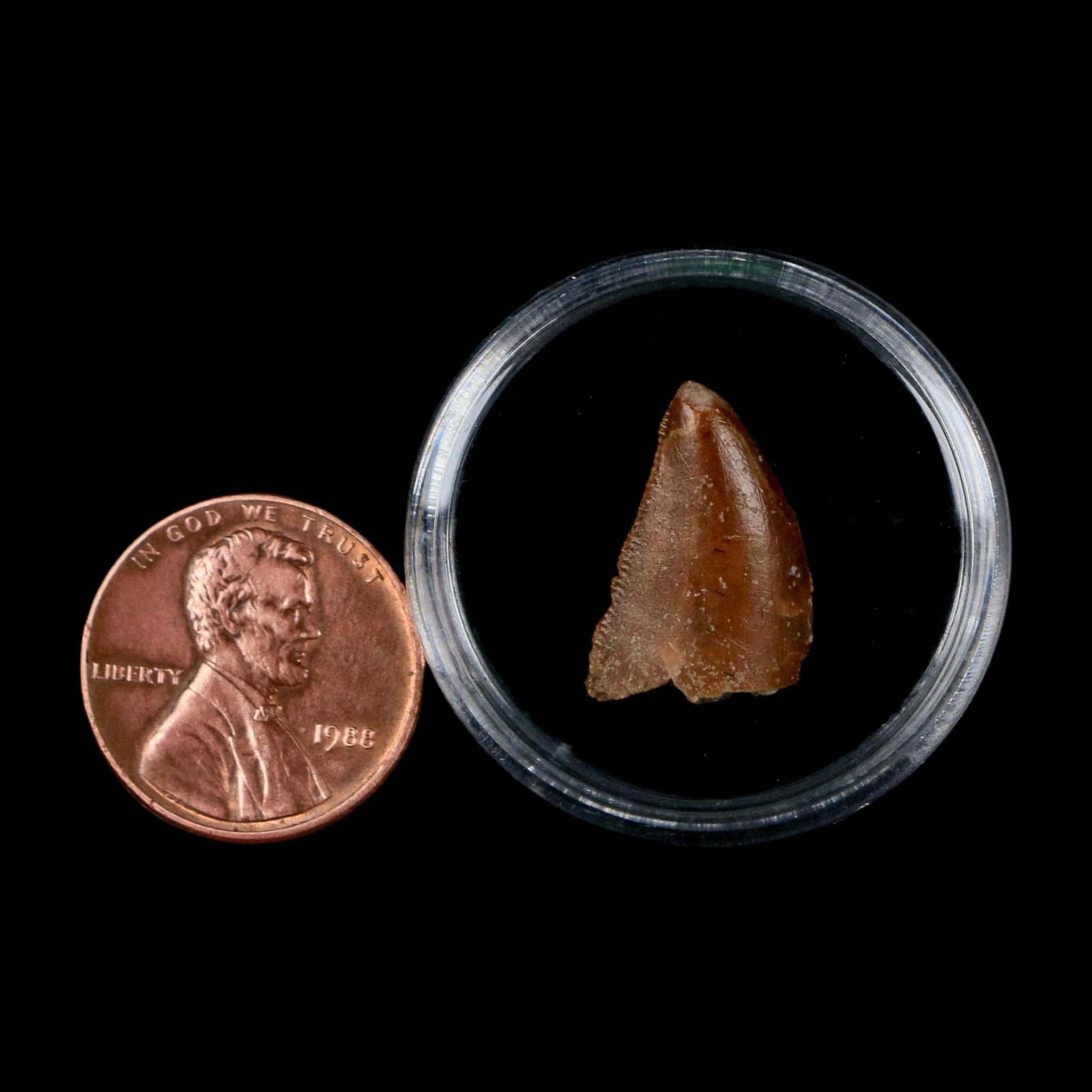 0.7" Majungasaurus Serrated Fossil Tooth Cretaceous Dinosaur Madagascar COA - Fossil Age Minerals