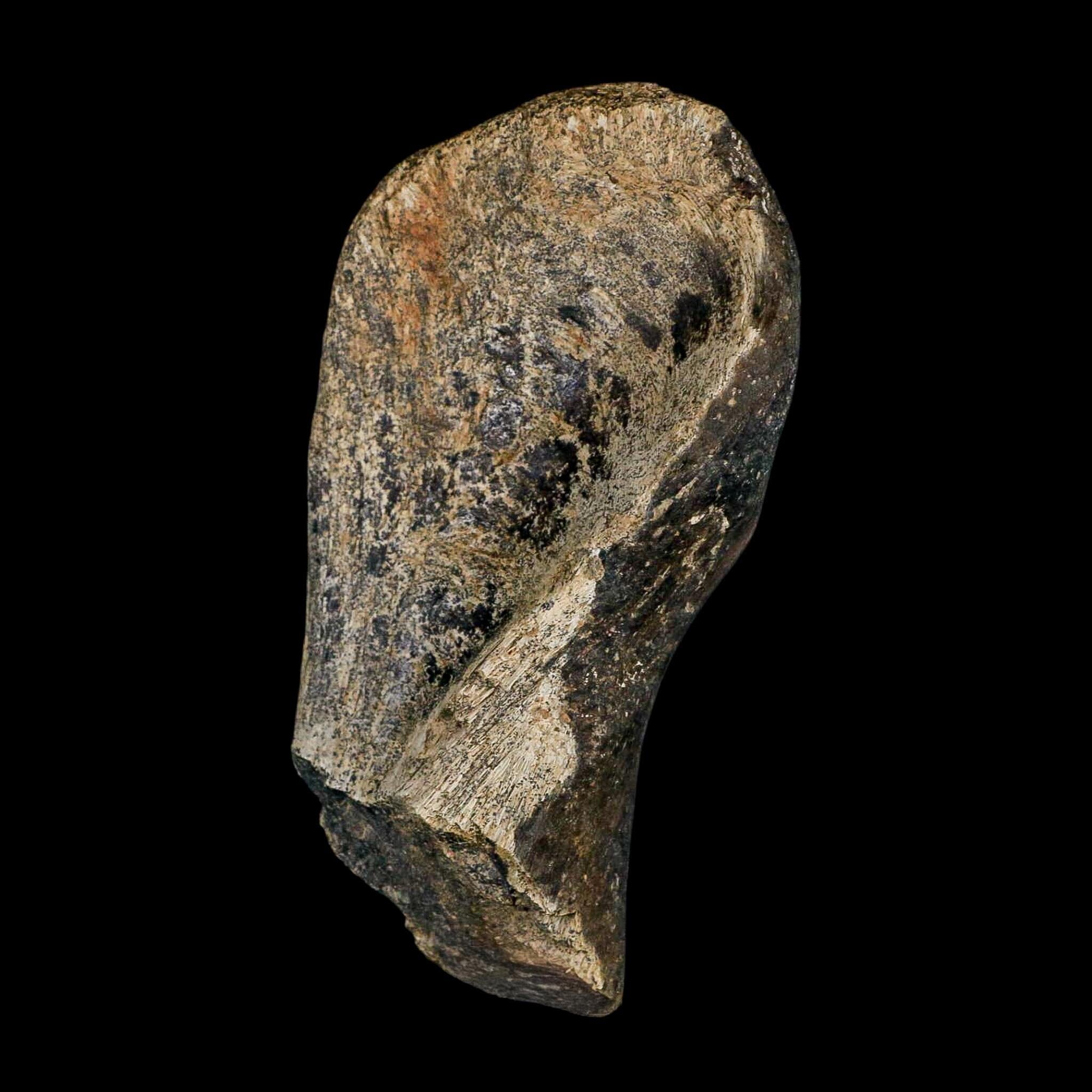 4.1" Hypacrosaurus Dinosaur Fossil Vertebrae Process Bone Two Medicine FM MT COA - Fossil Age Minerals