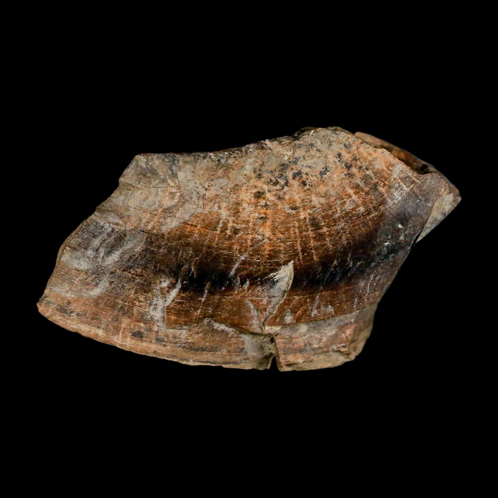 2.3" Gryposaurus Fossil Bone Growth Rings Duck-Billed Dinosaur Judith River MT COA - Fossil Age Minerals
