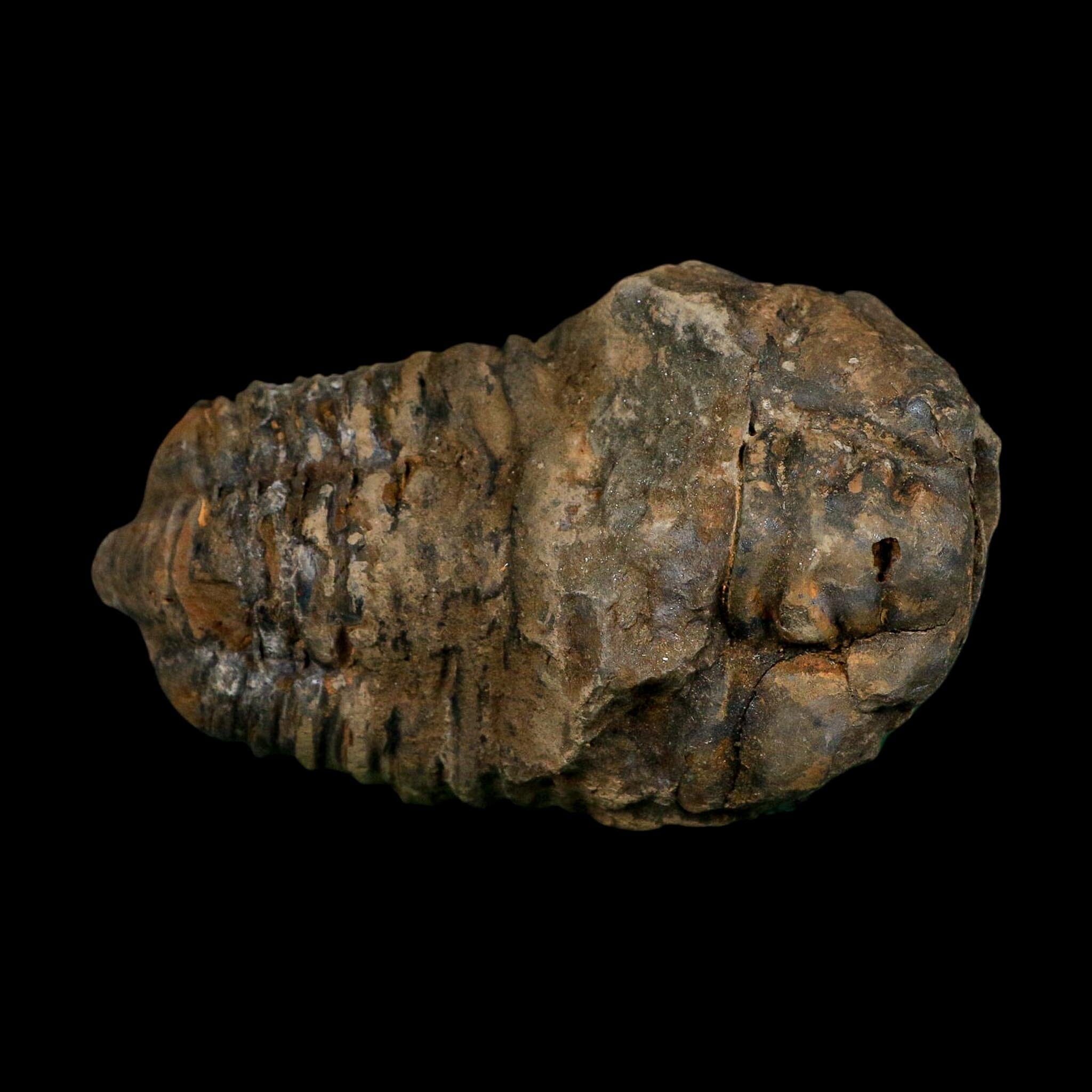 3.4" Flexicalymene Trilobite Fossil Ordovician Age Tazzarine Region Morocco COA - Fossil Age Minerals