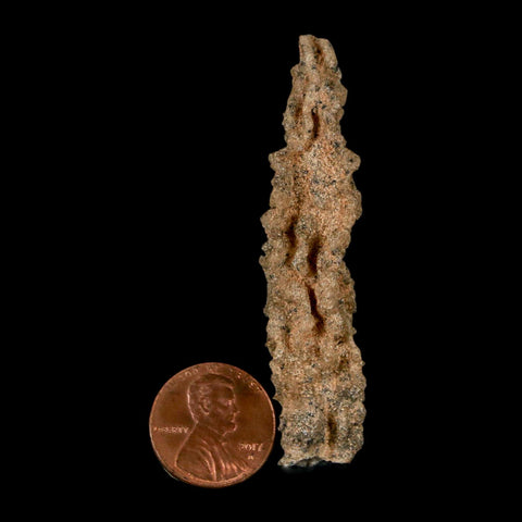 2.6" Fulgurite Petrified Lightning Strike Glass Sahara Desert Algeria - Fossil Age Minerals