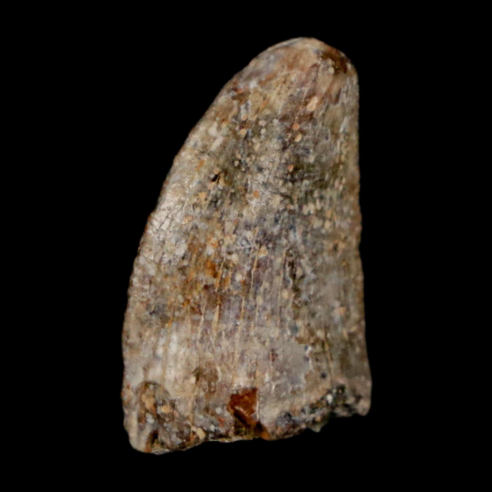 0.7" Majungasaurus Serrated Fossil Tooth Cretaceous Dinosaur Madagascar COA - Fossil Age Minerals