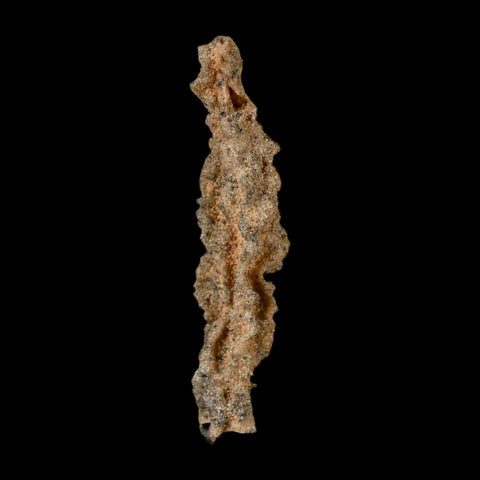 2.6" Fulgurite Petrified Lightning Strike Glass Sahara Desert Algeria - Fossil Age Minerals