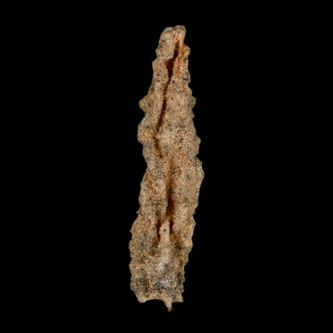 2.6" Fulgurite Petrified Lightning Strike Glass Sahara Desert Algeria - Fossil Age Minerals