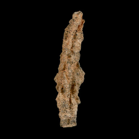 2.6" Fulgurite Petrified Lightning Strike Glass Sahara Desert Algeria - Fossil Age Minerals