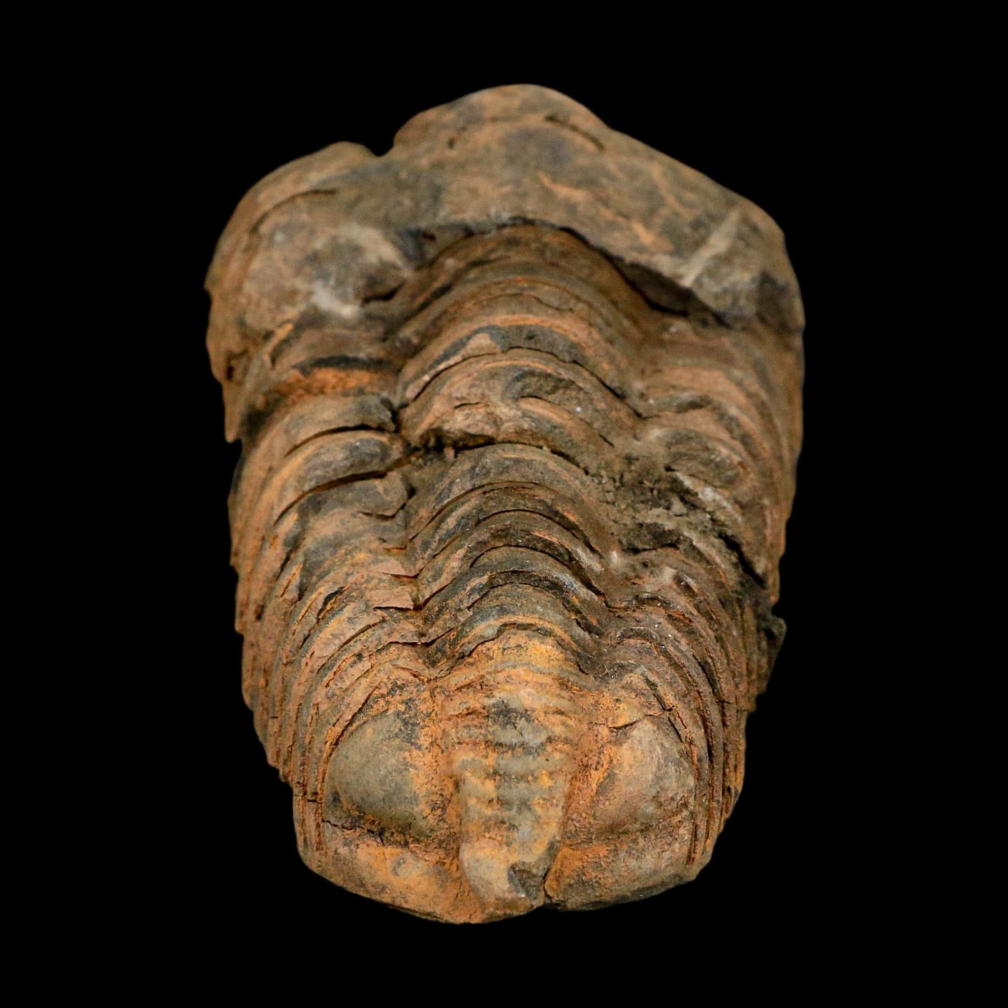 3.3" Flexicalymene Trilobite Fossil Ordovician Age Tazzarine Region Morocco COA - Fossil Age Minerals