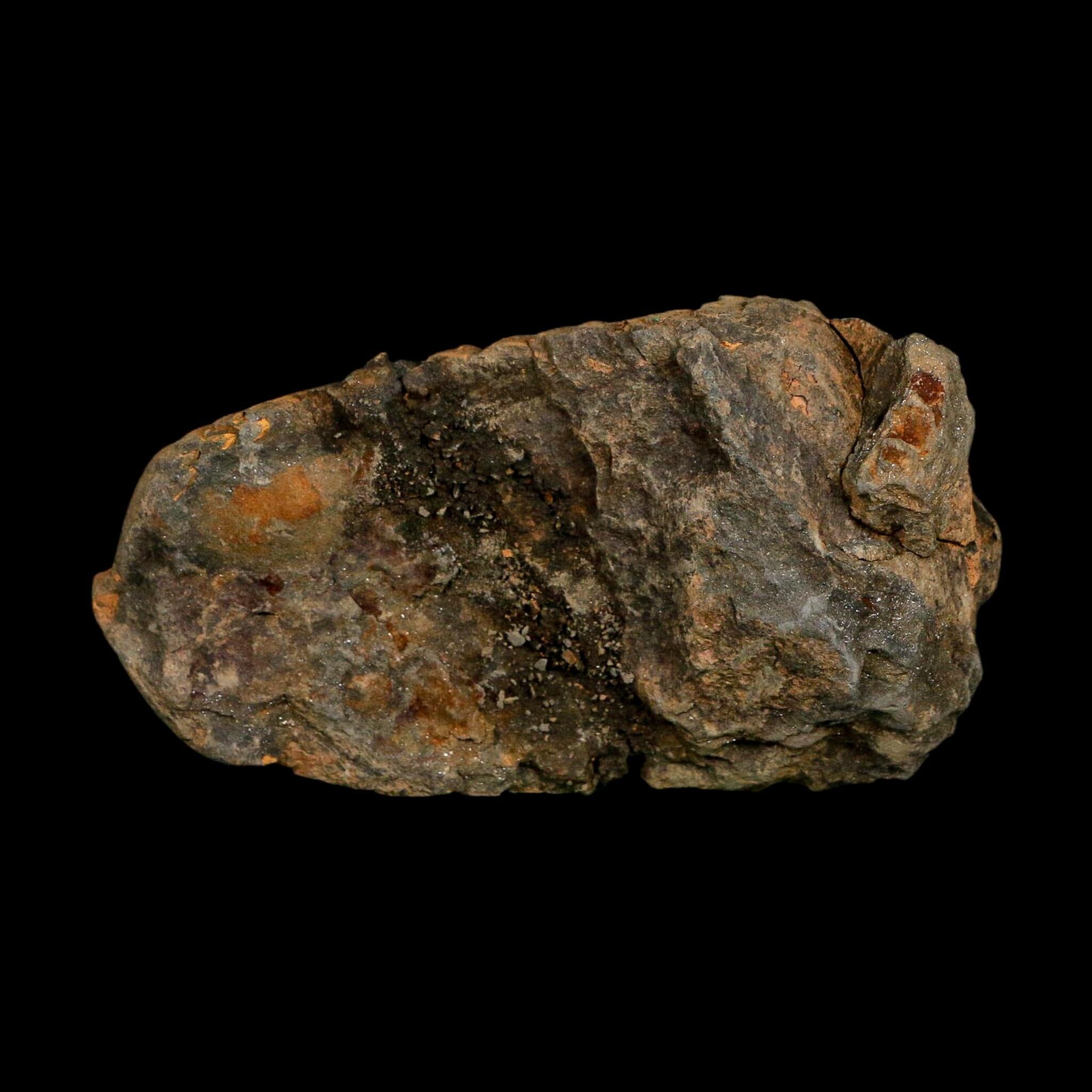 3.3" Flexicalymene Trilobite Fossil Ordovician Age Tazzarine Region Morocco COA - Fossil Age Minerals