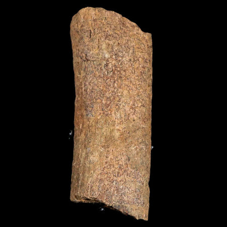 3.2" Edmontosaurus Fossil Rib Bone Hell Creek FM Cretaceous Dinosaur MT COA Stand