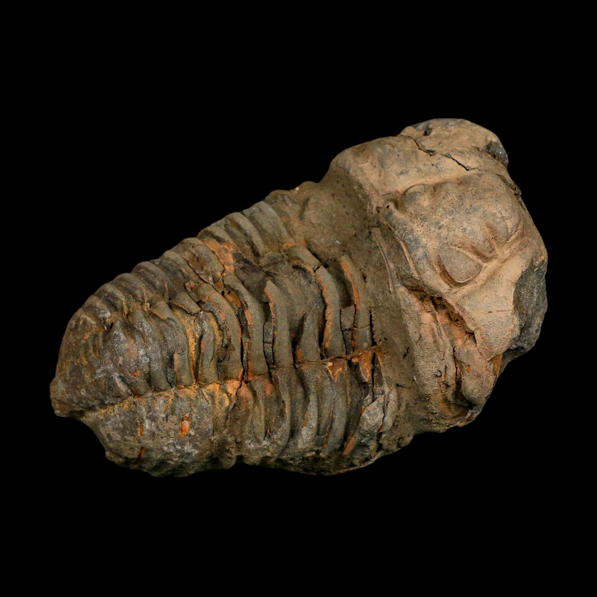 3.4" Flexicalymene Trilobite Fossil Ordovician Age Tazzarine Region Morocco COA - Fossil Age Minerals