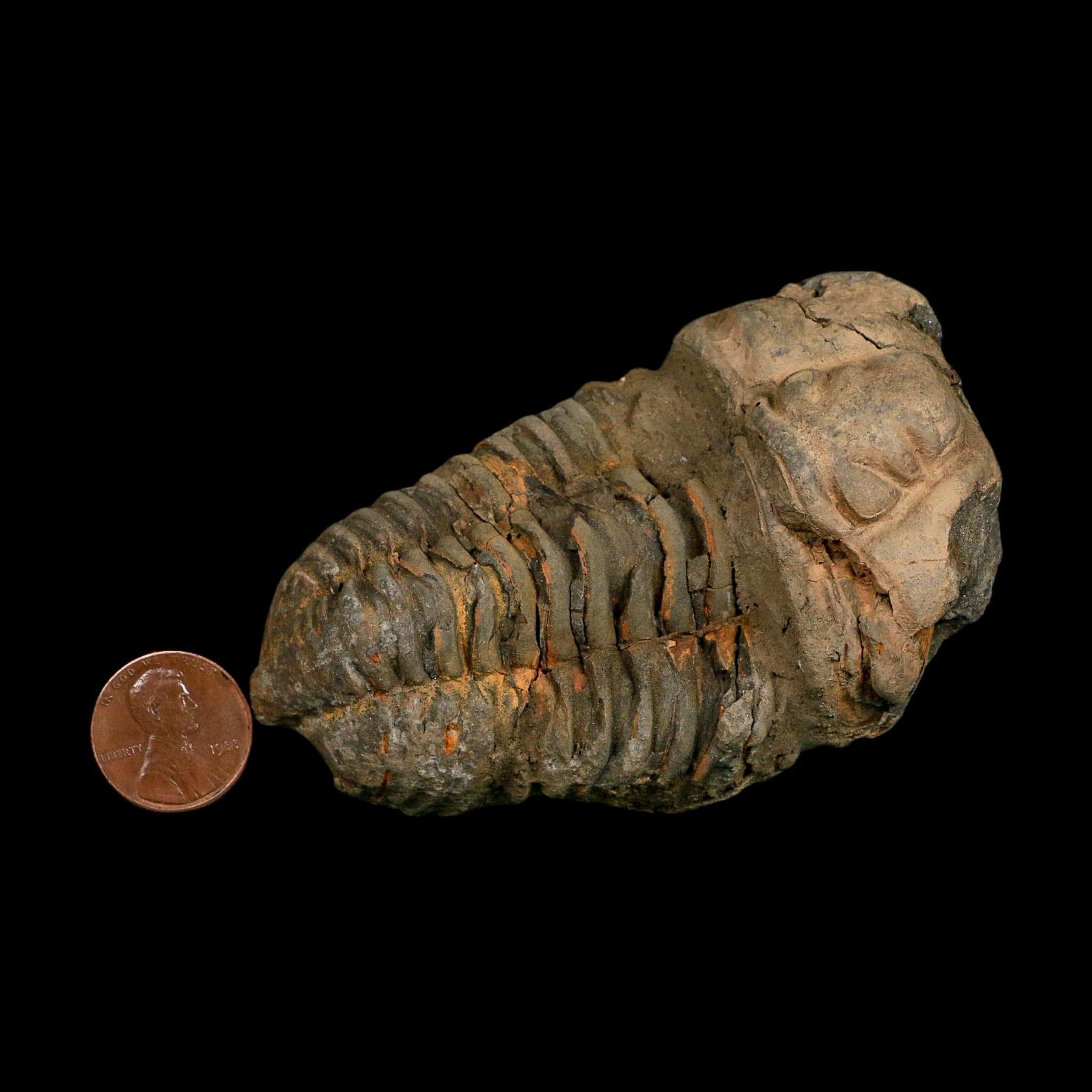 3.4" Flexicalymene Trilobite Fossil Ordovician Age Tazzarine Region Morocco COA - Fossil Age Minerals