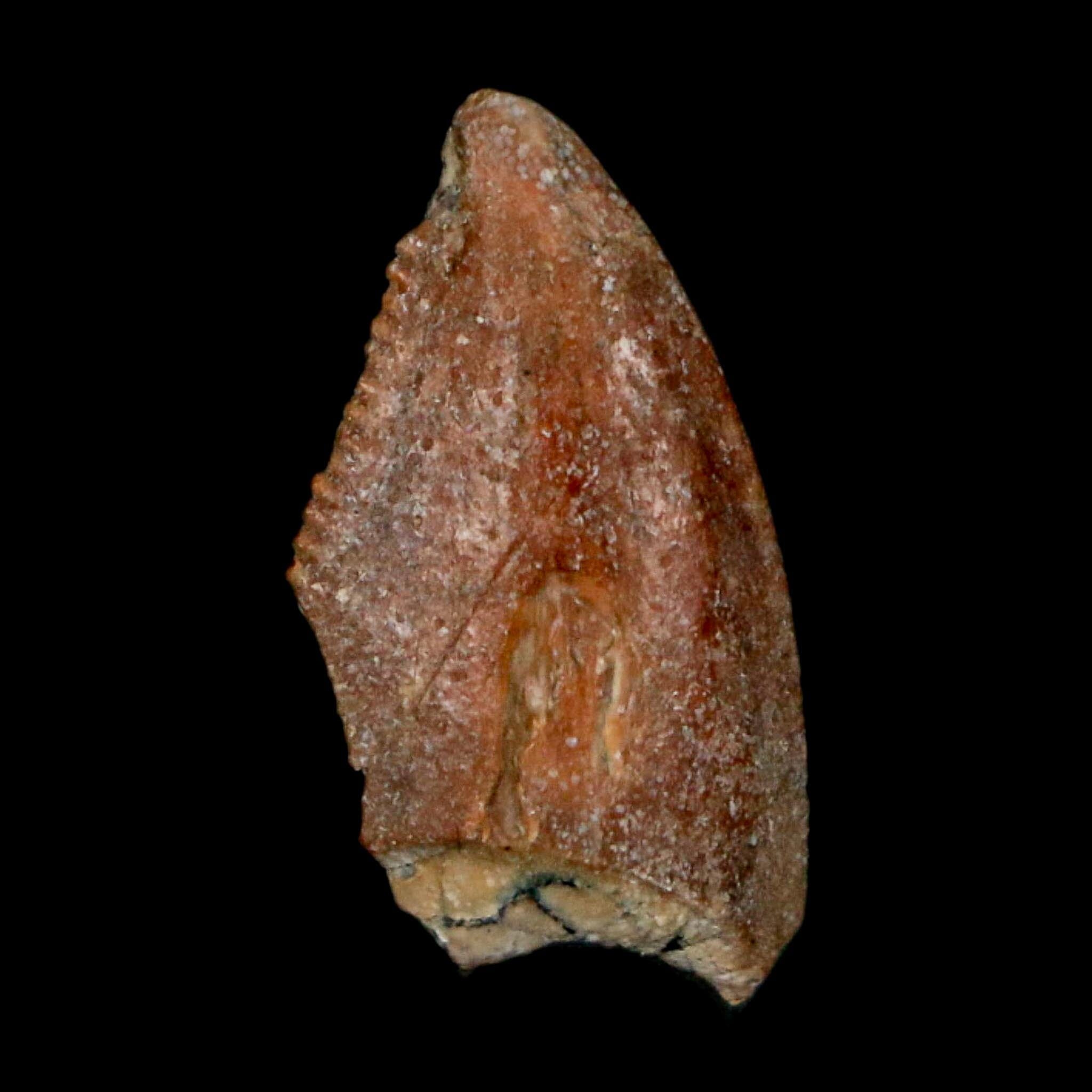 0.7" Majungasaurus Serrated Fossil Tooth Cretaceous Dinosaur Madagascar COA - Fossil Age Minerals