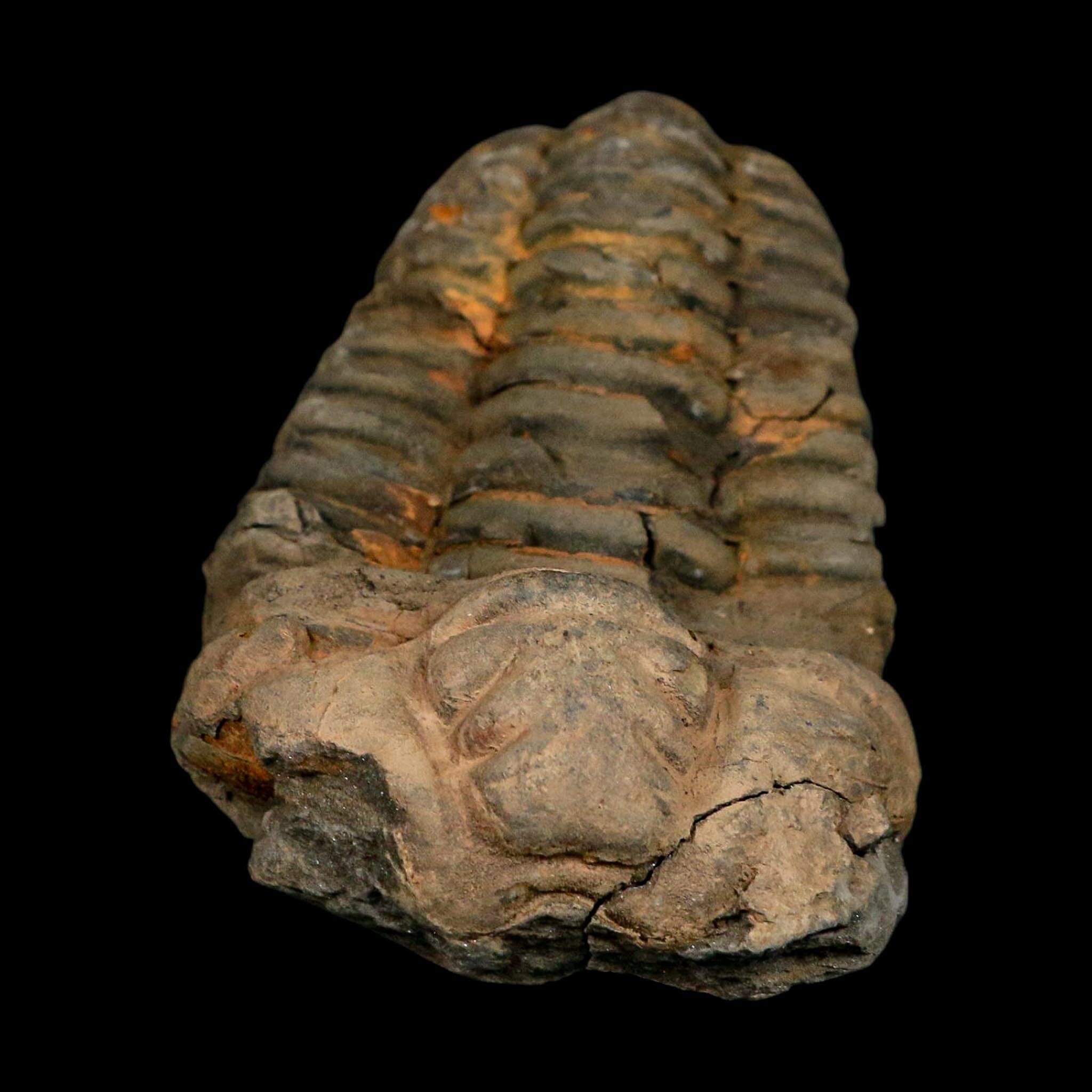 3.4" Flexicalymene Trilobite Fossil Ordovician Age Tazzarine Region Morocco COA - Fossil Age Minerals