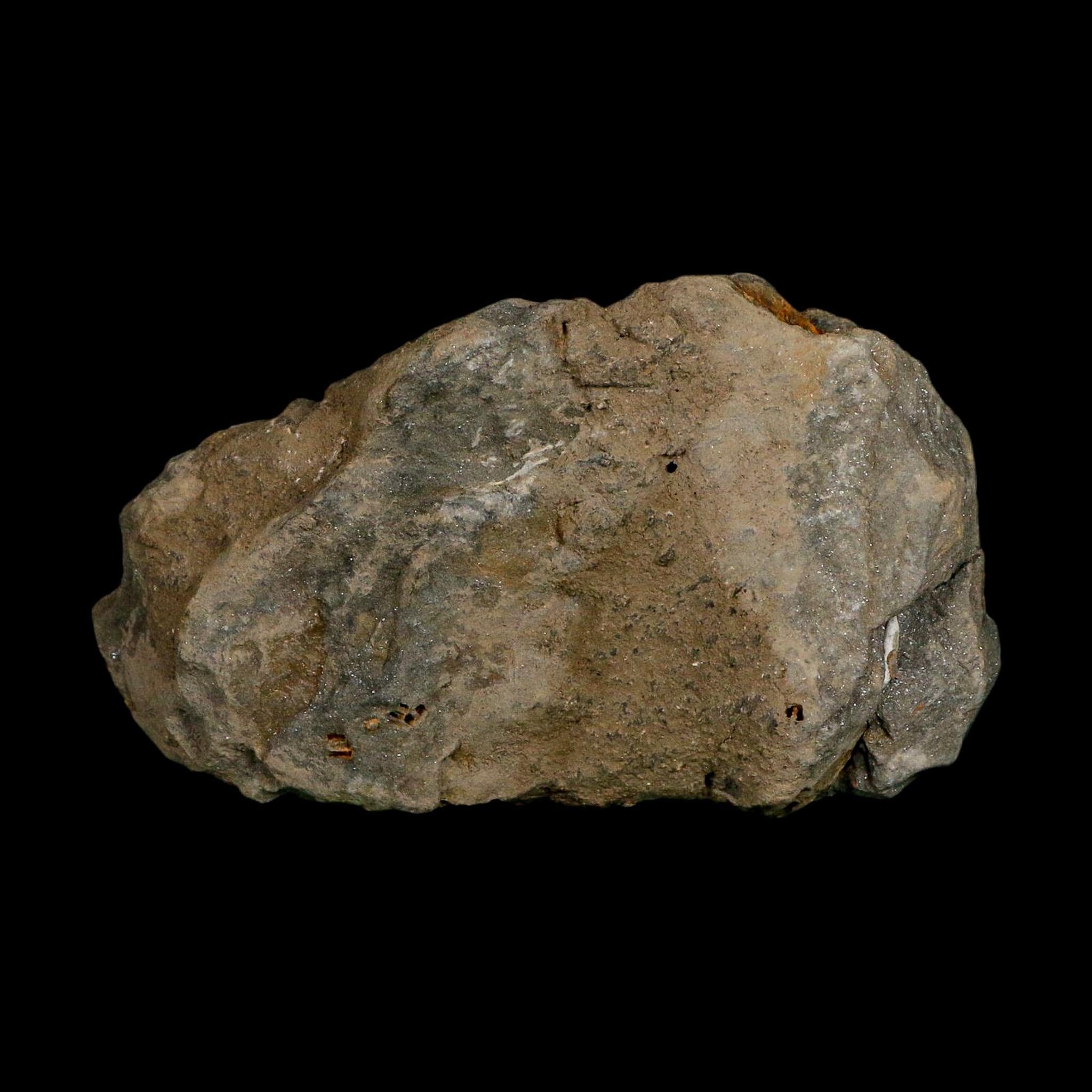 3.4" Flexicalymene Trilobite Fossil Ordovician Age Tazzarine Region Morocco COA - Fossil Age Minerals