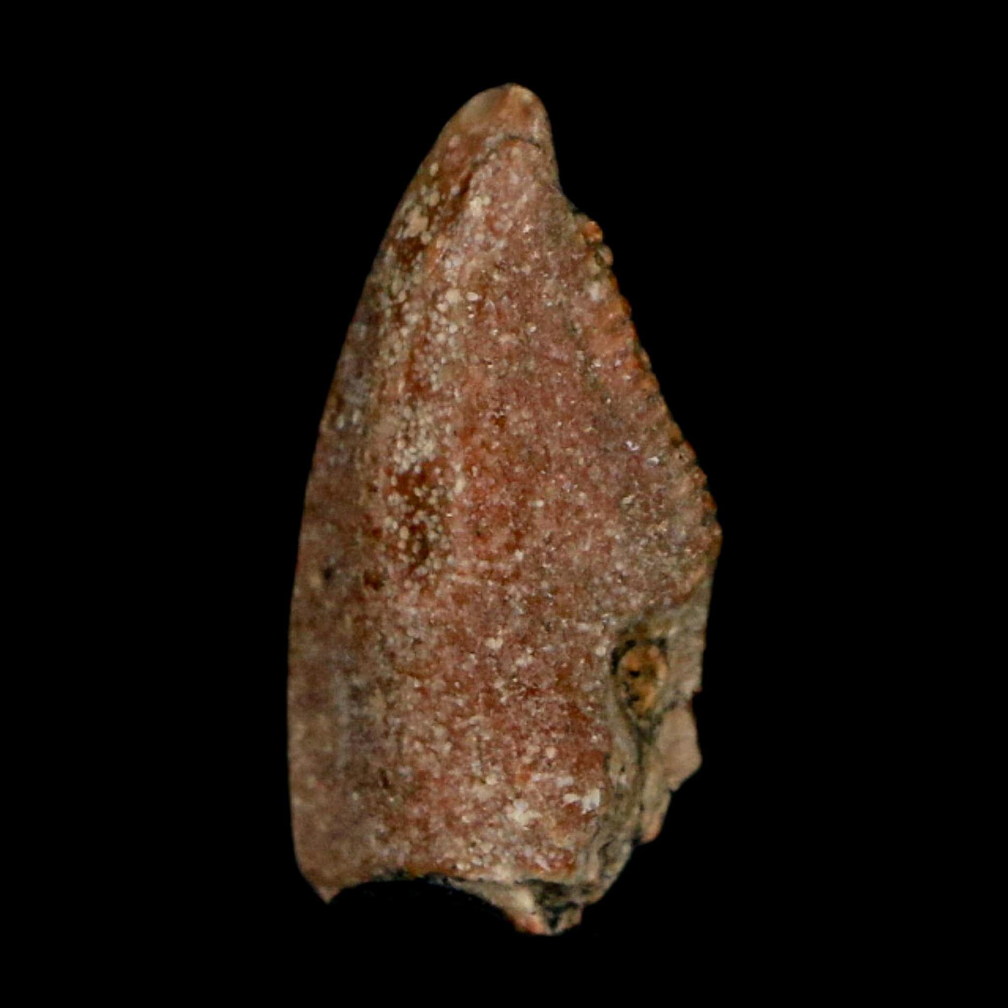0.7" Majungasaurus Serrated Fossil Tooth Cretaceous Dinosaur Madagascar COA - Fossil Age Minerals
