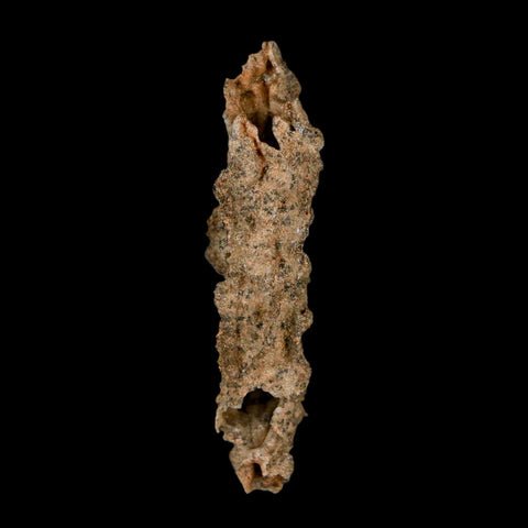 2.7" Fulgurite Petrified Lightning Strike Glass Sahara Desert Algeria - Fossil Age Minerals