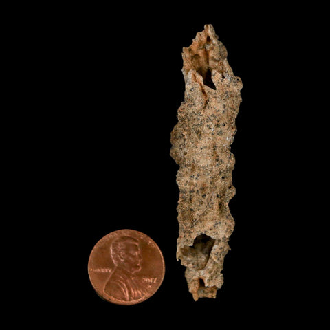 2.7" Fulgurite Petrified Lightning Strike Glass Sahara Desert Algeria - Fossil Age Minerals