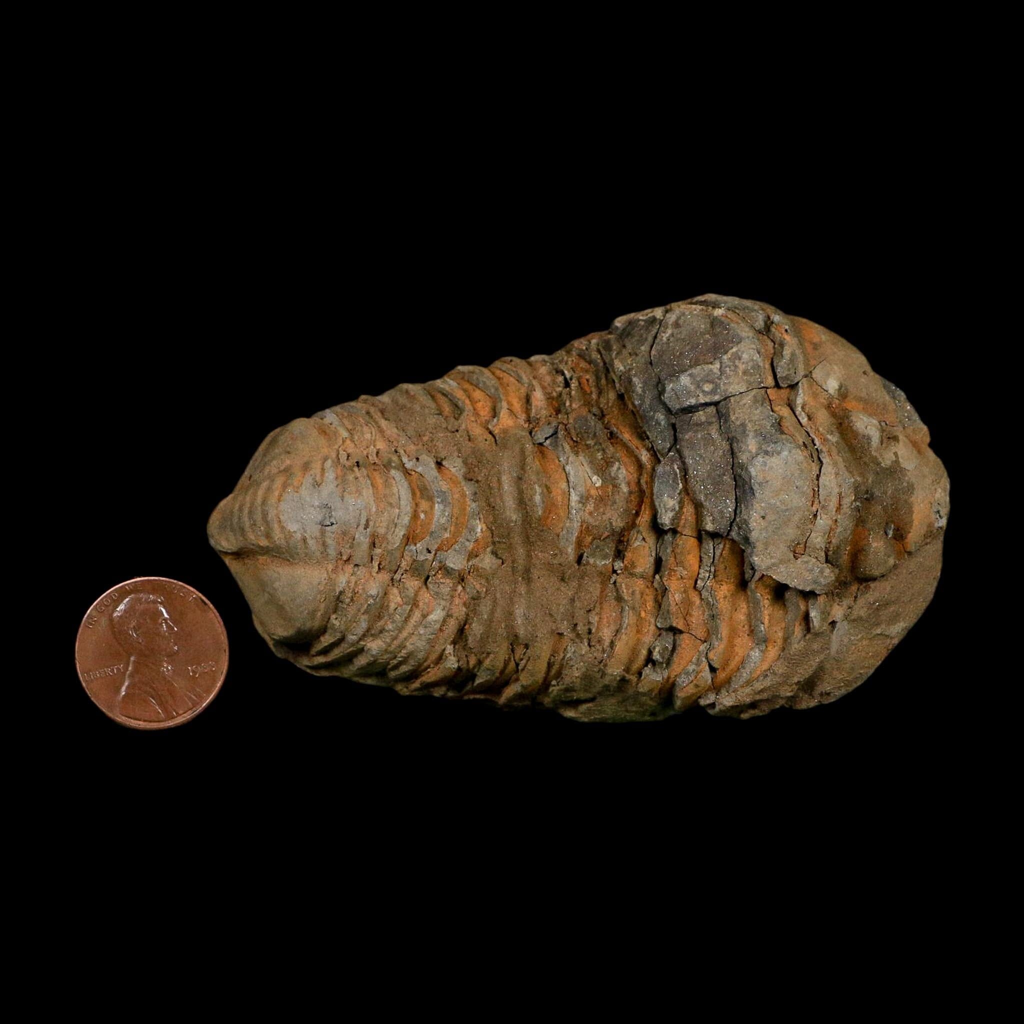 3.5" Flexicalymene Trilobite Fossil Ordovician Age Tazzarine Region Morocco COA - Fossil Age Minerals