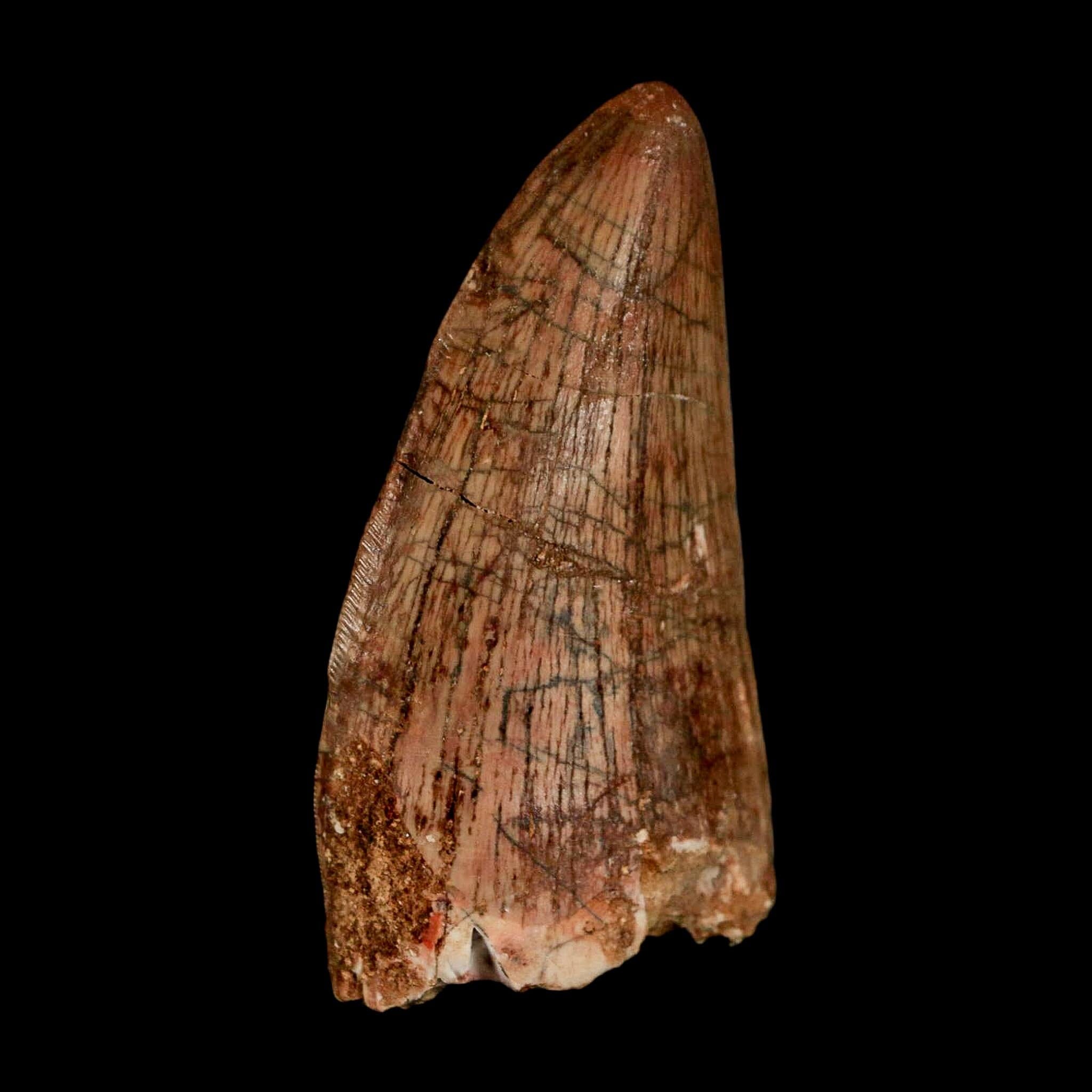 2.5" Carcharodontosaurus Serrated Fossil Tooth Cretaceous Theropod Dinosaur Display COA - Fossil Age Minerals