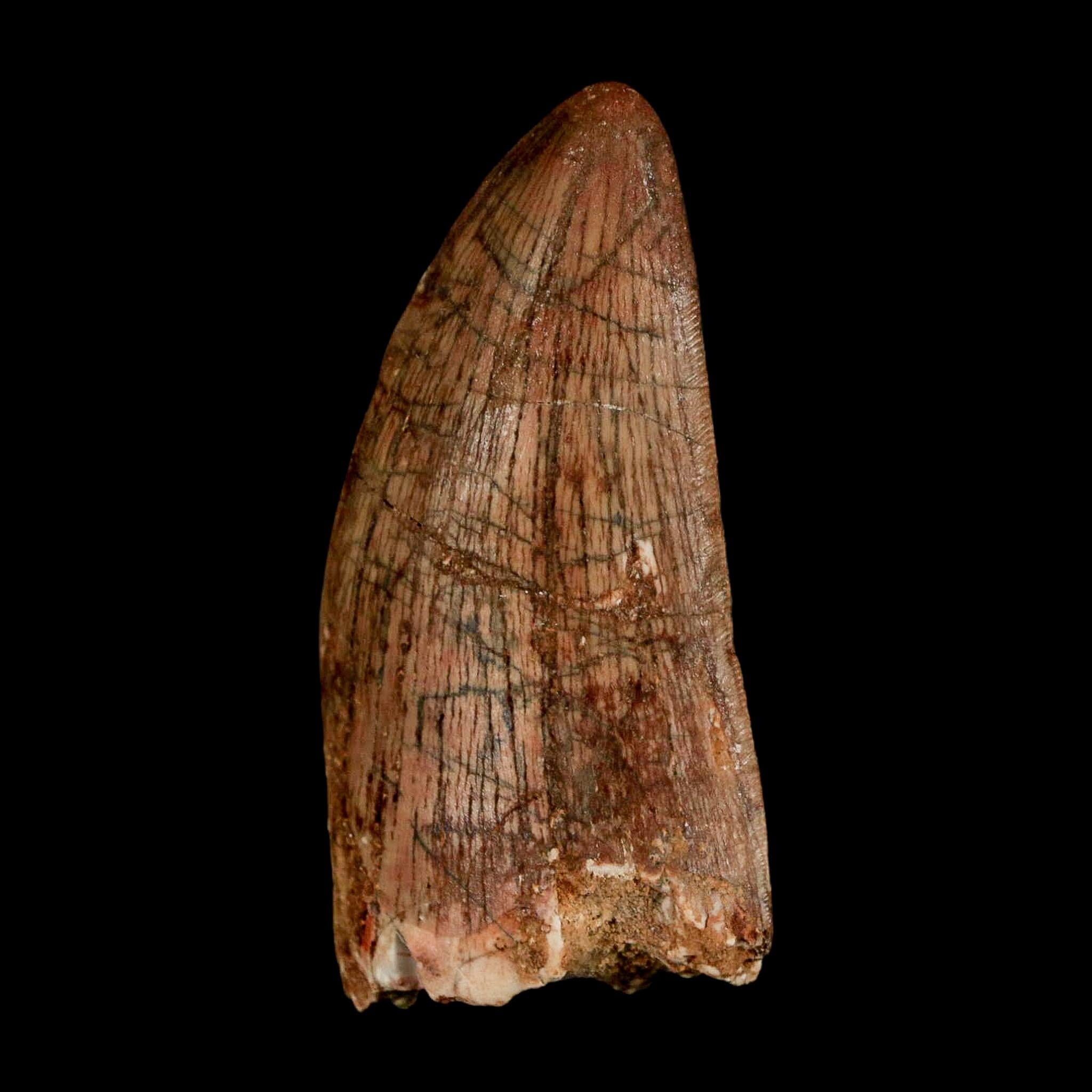2.5" Carcharodontosaurus Serrated Fossil Tooth Cretaceous Theropod Dinosaur Display COA - Fossil Age Minerals