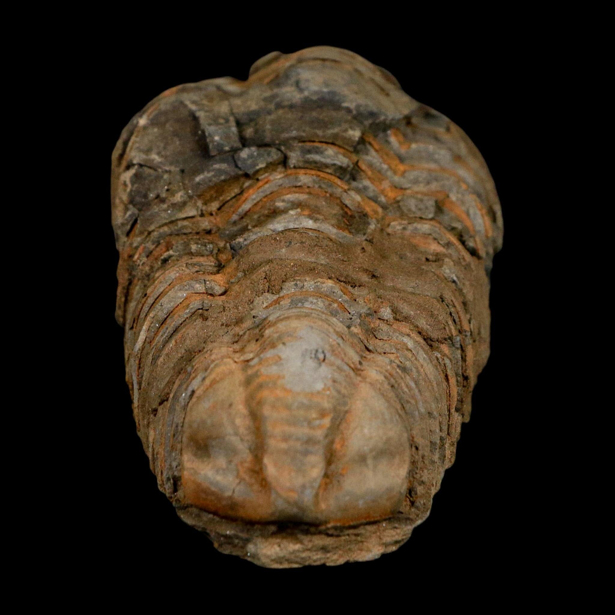 3.5" Flexicalymene Trilobite Fossil Ordovician Age Tazzarine Region Morocco COA - Fossil Age Minerals