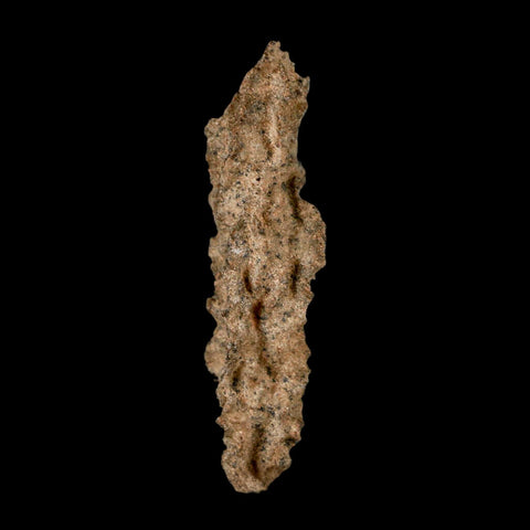 2.7" Fulgurite Petrified Lightning Strike Glass Sahara Desert Algeria - Fossil Age Minerals