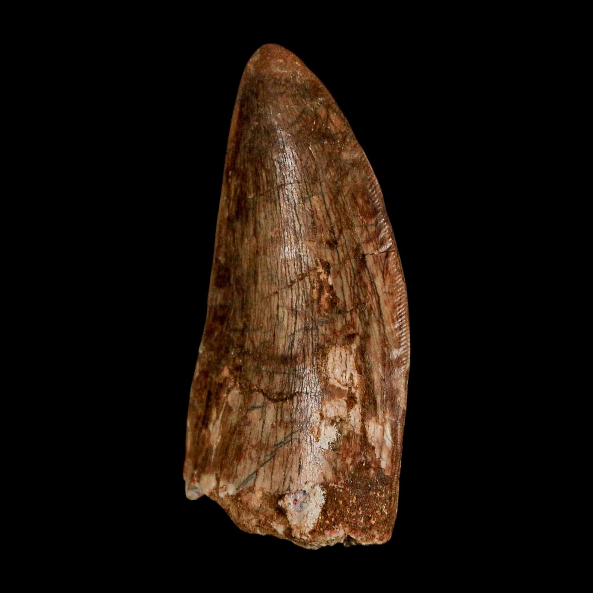 2.5" Carcharodontosaurus Serrated Fossil Tooth Cretaceous Theropod Dinosaur Display COA - Fossil Age Minerals