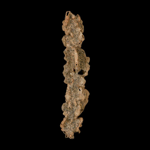 3.5" Fulgurite Petrified Lightning Strike Glass Sahara Desert Algeria - Fossil Age Minerals