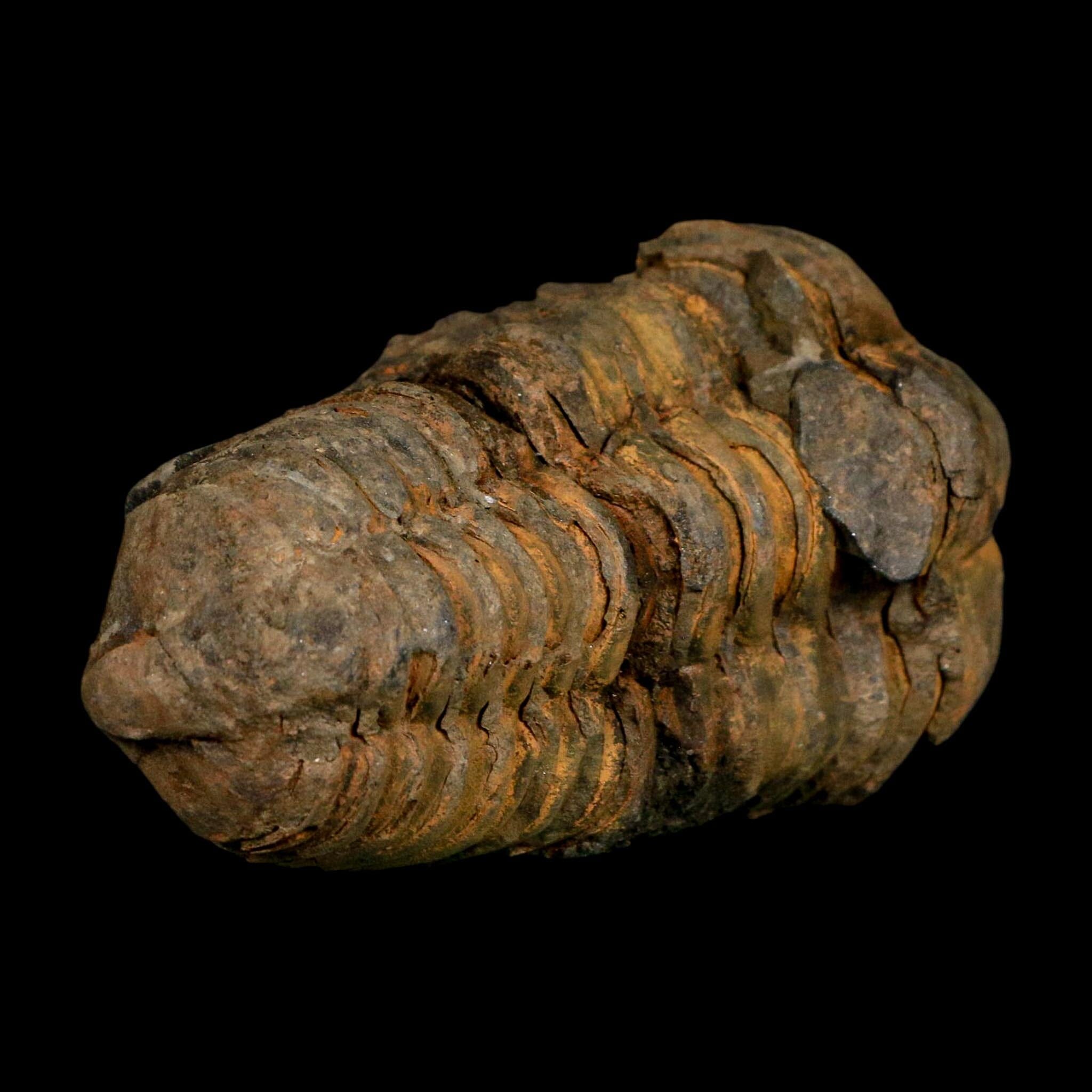 3" Flexicalymene Trilobite Fossil Ordovician Age Tazzarine Region Morocco COA - Fossil Age Minerals