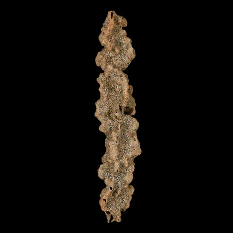 3.5" Fulgurite Petrified Lightning Strike Glass Sahara Desert Algeria - Fossil Age Minerals
