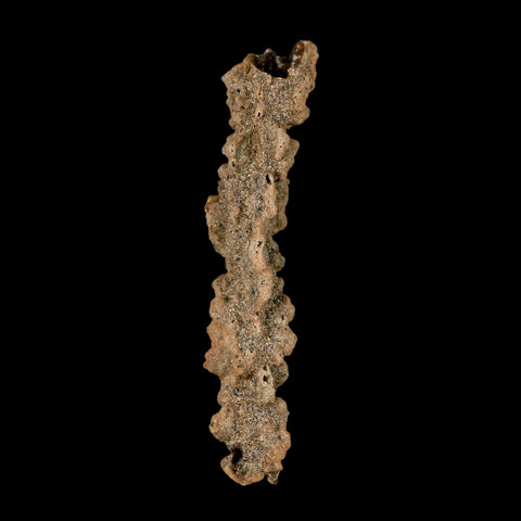 3.5" Fulgurite Petrified Lightning Strike Glass Sahara Desert Algeria - Fossil Age Minerals