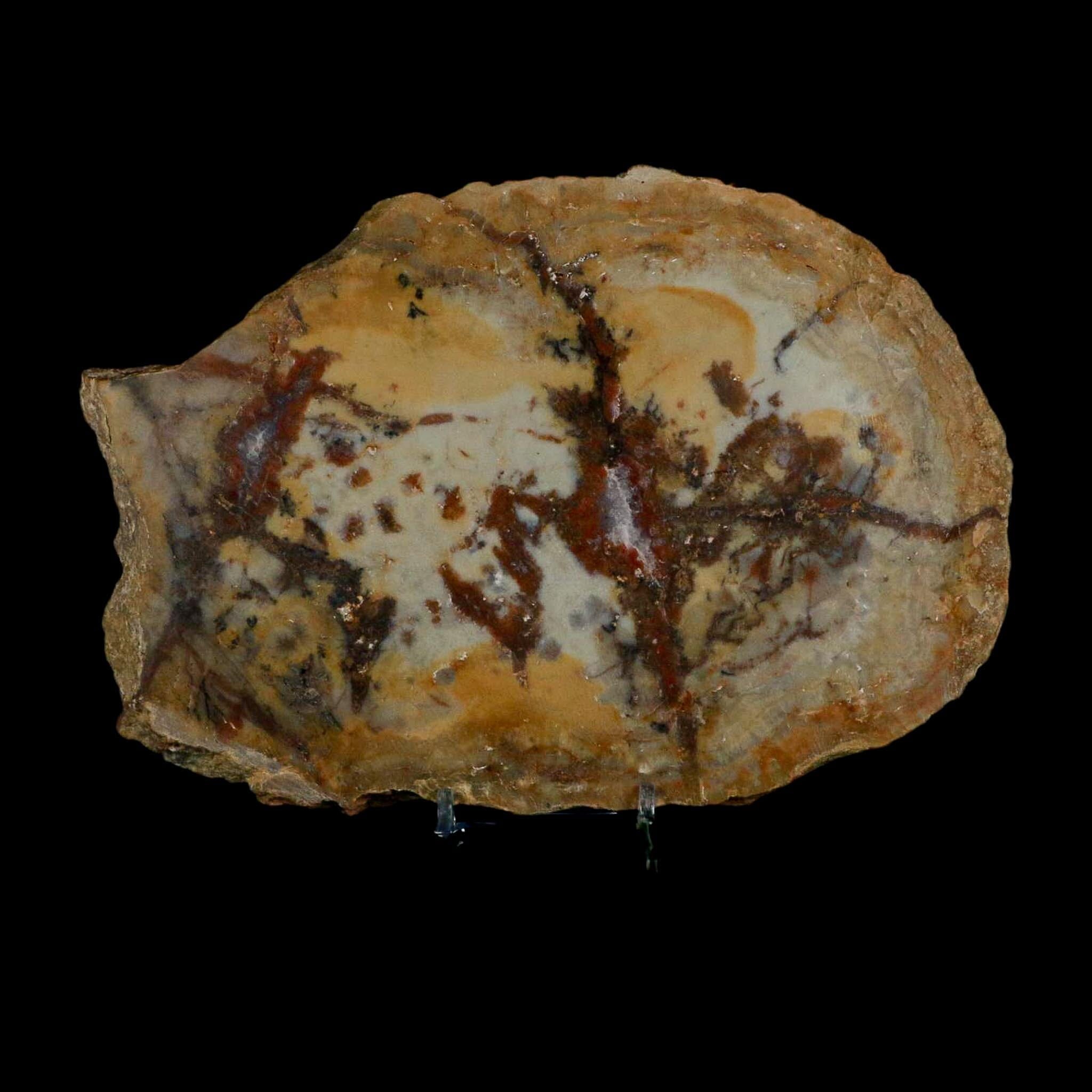 7.3" Dinosaur Coprolite Fossil Polished Slab Specimen Poop Dung Harry Mountain Utah - Fossil Age Minerals