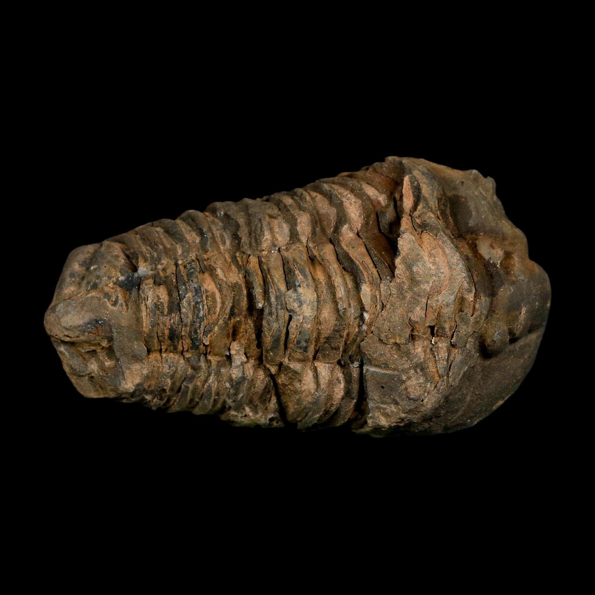 3.6" Flexicalymene Trilobite Fossil Ordovician Age Tazzarine Region Morocco COA - Fossil Age Minerals