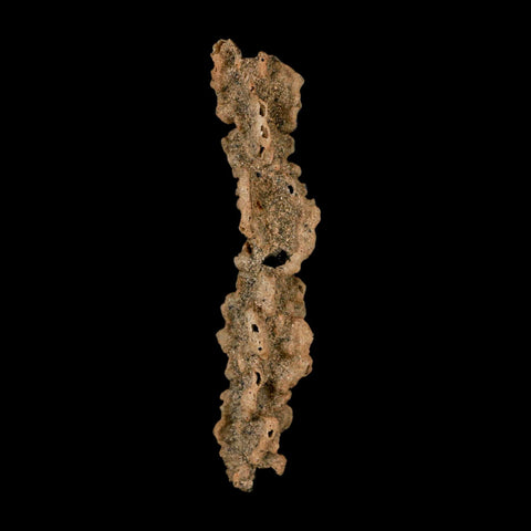 3.5" Fulgurite Petrified Lightning Strike Glass Sahara Desert Algeria - Fossil Age Minerals