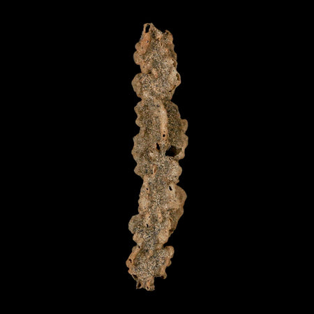 3.5" Fulgurite Petrified Lightning Strike Glass Sahara Desert Algeria