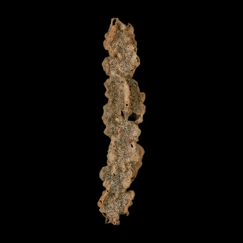 3.5" Fulgurite Petrified Lightning Strike Glass Sahara Desert Algeria - Fossil Age Minerals