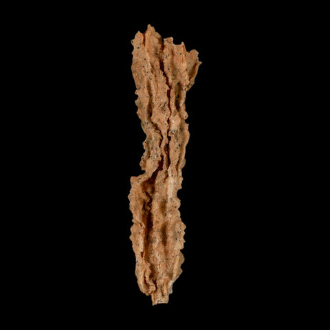 XL 4.7" Fulgurite Petrified Lightning Strike Glass Sahara Desert Algeria - Fossil Age Minerals