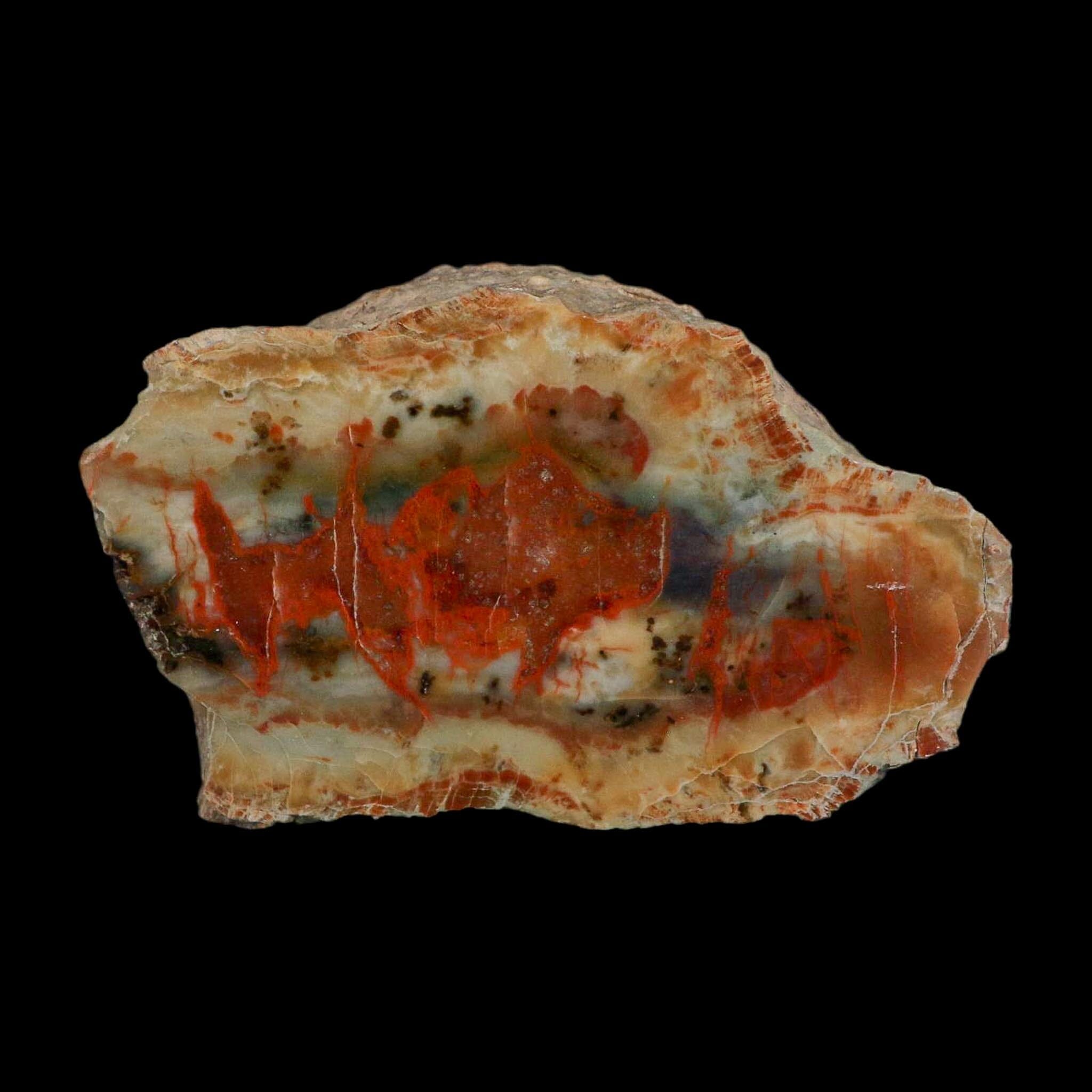 4.3" Dinosaur Coprolite Fossil Polished Slab Specimen Poop Dung Harry Mountain Utah - Fossil Age Minerals