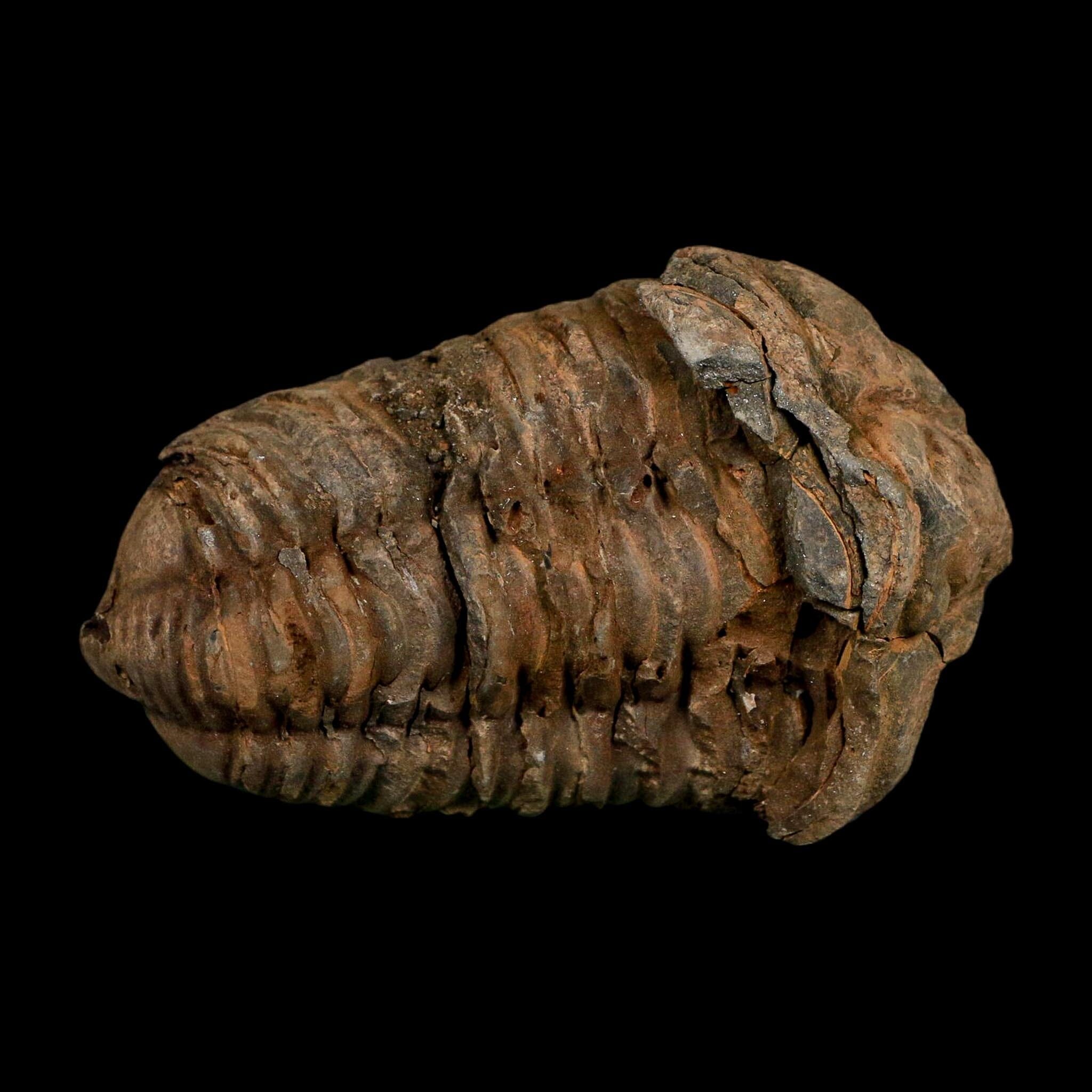 3.1" Flexicalymene Trilobite Fossil Ordovician Age Tazzarine Region Morocco COA - Fossil Age Minerals