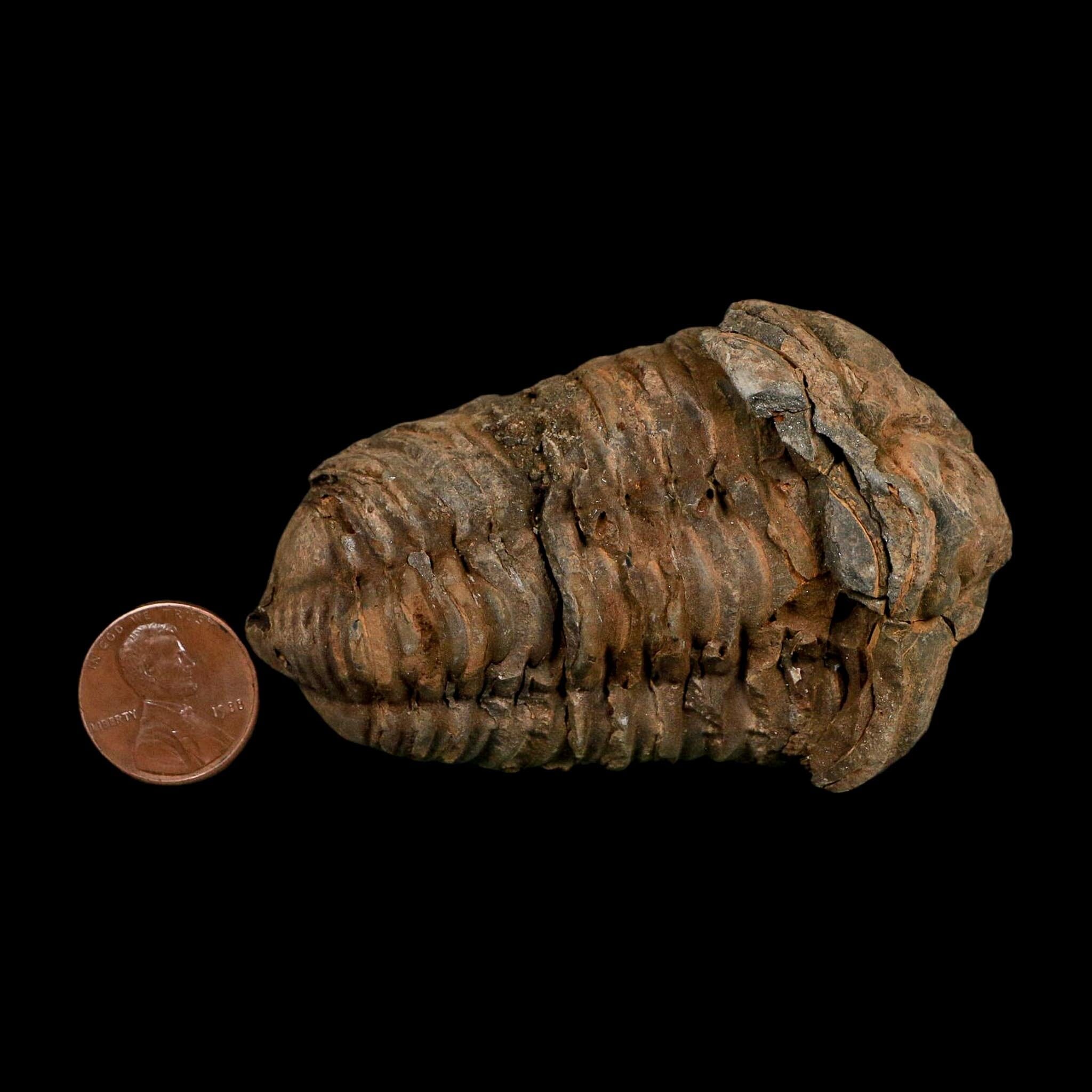 3.1" Flexicalymene Trilobite Fossil Ordovician Age Tazzarine Region Morocco COA - Fossil Age Minerals