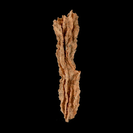 XL 4.7" Fulgurite Petrified Lightning Strike Glass Sahara Desert Algeria