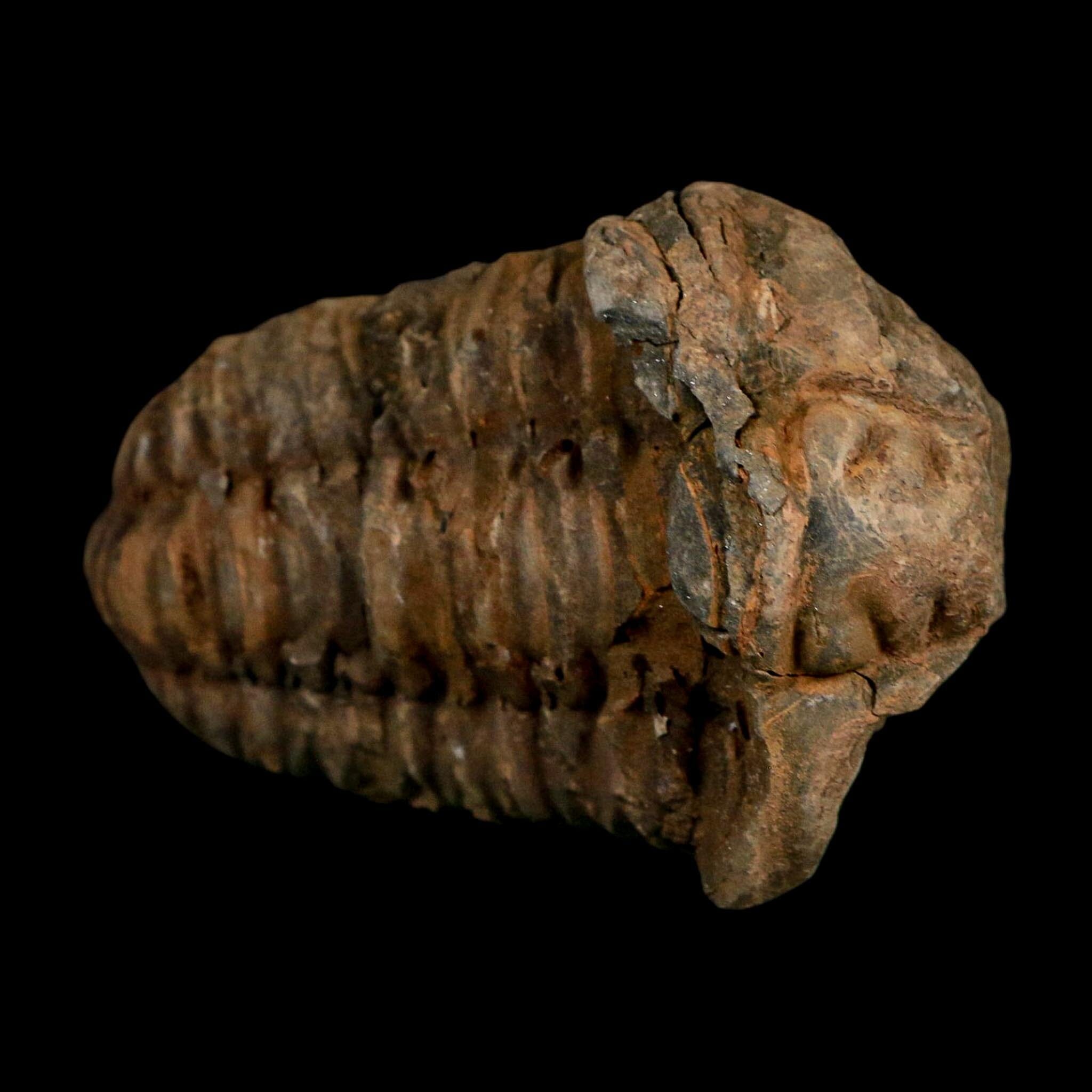 3.1" Flexicalymene Trilobite Fossil Ordovician Age Tazzarine Region Morocco COA - Fossil Age Minerals