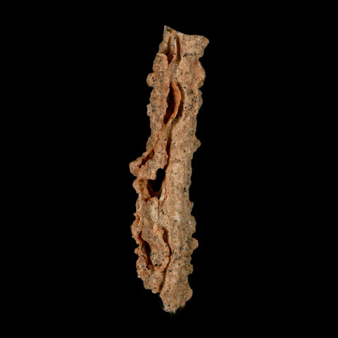 3.6" Fulgurite Petrified Lightning Strike Glass Sahara Desert Algeria - Fossil Age Minerals
