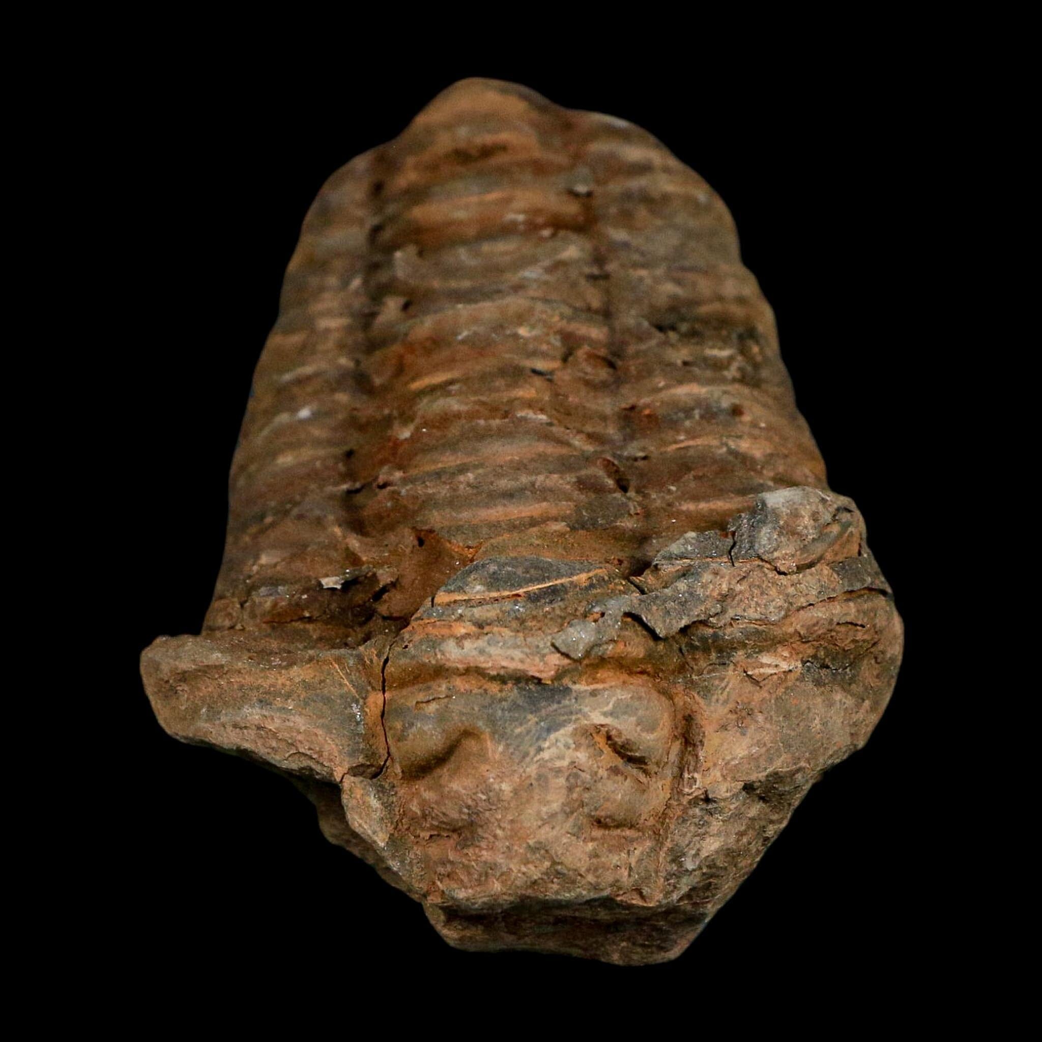 3.1" Flexicalymene Trilobite Fossil Ordovician Age Tazzarine Region Morocco COA - Fossil Age Minerals
