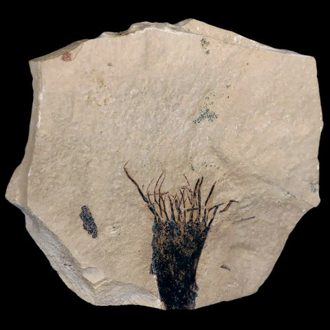 1.9" Detailed Fossil Unknown Plant Green River FM Uintah County UT Eocene Age - Fossil Age Minerals