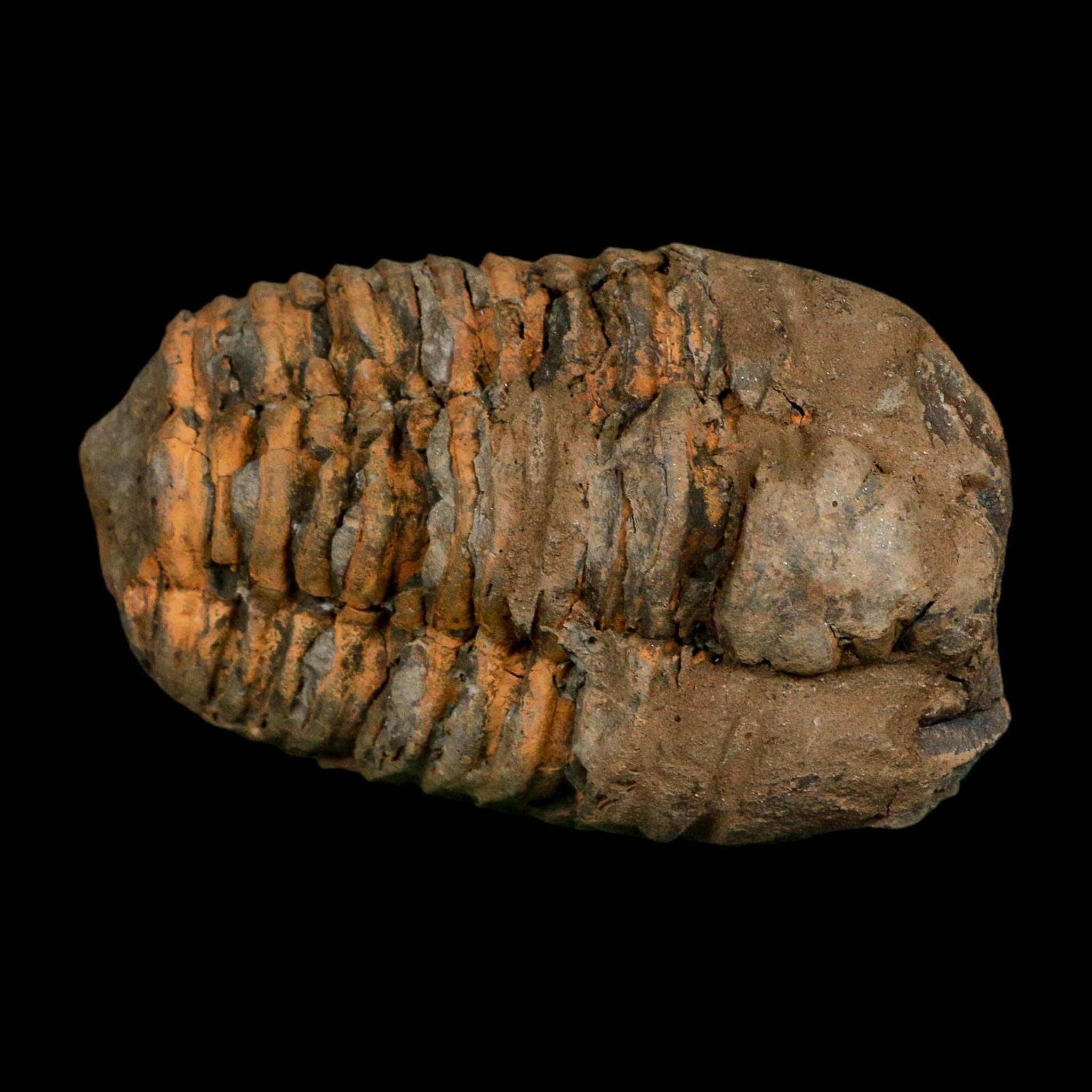 3.5" Flexicalymene Trilobite Fossil Ordovician Age Tazzarine Region Morocco COA - Fossil Age Minerals