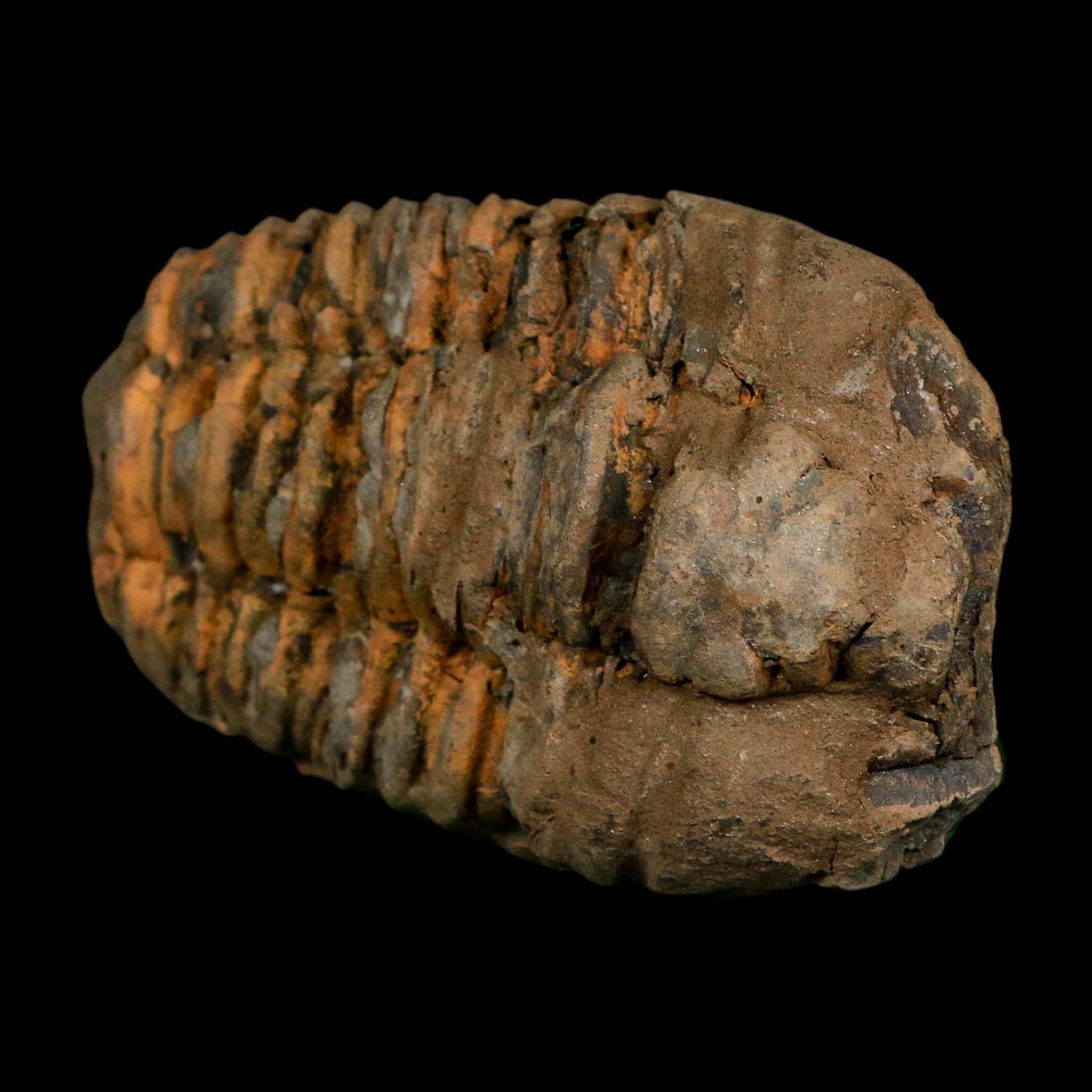 3.5" Flexicalymene Trilobite Fossil Ordovician Age Tazzarine Region Morocco COA - Fossil Age Minerals